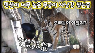 (4K)간만에 뛰어서 출근한 태범이, 큰방사장에 다시와서 텐션이 높아진 무궁이 - 백두대간수목원 / 한국호랑이 / 호랑이숲