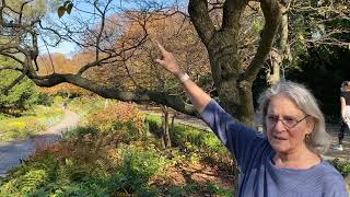 Two Minutes with Trees in Fort Tryon Park - JAPANESE LILAC