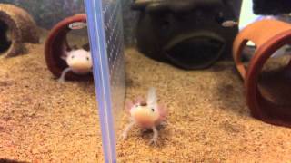 Axolotl feeding time ウーパールーパーの餌やり