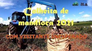 COLHEITA DE MANDIOCA 2021