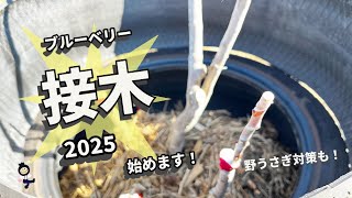 【ブルーベリー】接木2025、今年も始めます！