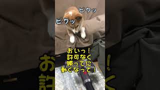 ダイソンとは仲良く出来ないコーギー #shorts #コーギーチリ #ひろゆき #掃除#猛犬注意