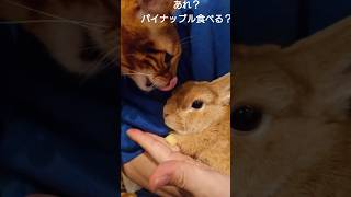 【食べるの？】猫がうさぎのパイナップルを狙う？？どうなる、ふわのおやつ！#猫#うさぎ #多頭飼育 #喧嘩#パイナップル #shorts