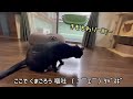 ここがお家だょ シャーシャー威嚇保護猫【お引越し】