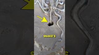 What happened when an octopus met a snake hole #shorts #viral