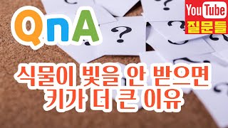 식물이 빛을 안 받으면 키가 더 큰 이유