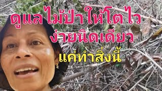 คลิปสุดท้ายของปีนี้​ สวนไม้ป่า​ 5 ปี​ พะยุง​ ยางนา​ ตะเคียนทอง​ คิดจะปลูกต้องดูแล​ ถ้าไม่​จะเสียใจ!