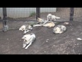 家族固まって休むオオカミたち~wolf pack