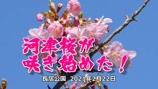 河津桜が咲き始めた長居公園にメジロもやってきたよ！