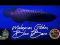 MGBB| Malaysia Golden Blue Base Arowana