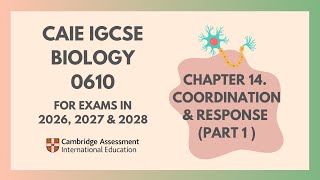 14.Coordination and Response(Part 1)(1/4)(Cambridge IGCSE Biology 0610 for exams in 2026, 2027,2028)