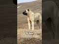 most aggressive u0026 powerful dog breed turkish kangal dog 🔥