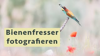 Bienenfresser fotografieren - Naturfotografie Vlog