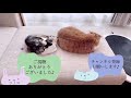 【激怒】お尻歩きの猫を病院に連れてったら、くさーい‼️