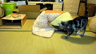 初めての猫用こたつ♪　パート２　　　　　　First cat's Kotatsu♪ Part ２