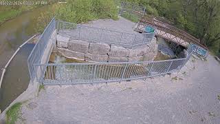 Bowmanville Fishway Live Camera