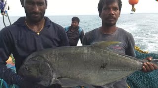 கடலில் வாழும் மிக அழகான மீன்/The most beautiful fish living in the coral reef the sea