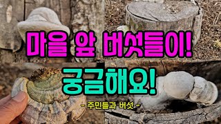 어떤 마을 주민분들의 초청으로, 마을 주변에서 자생하지만, 잘 몰라 궁금해 하는 버섯들을 찾아 갑니다!