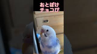 通院日です。何回目かな🫣 #セキセイインコ #インコのいる暮らし #pdfd#PBFD