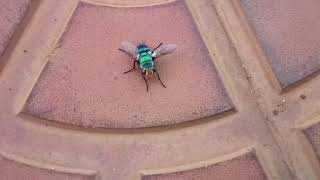 Green Bottle Fly | Lucilia Sericata