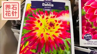 裸根大丽花 - 分享几个购买、养护小经验（新手都应该试试）- Dahlia