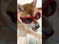 飼い主を飼育する柴犬こまちゃん。 shorts