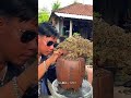 Kematangan Bonsai Saeng Simbur super mikro Vietnam.. Petarung The Max 🔥🏆