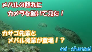 【水中映像】メバルだらけ！群れの中にカメラを置いて見た【海中水族館】