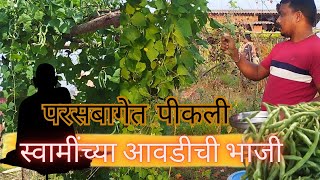 स्वामींच्या आवडीची भाजी पीकवली परसबागेत. ती सुद्धा organic. गावठी घेवडा. kokani life