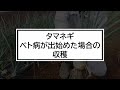 【玉ねぎ栽培】収穫のタイミングは見極めが肝心！収穫間際のng作業も解説【有機農家直伝！無農薬で育てる家庭菜園】　24 5 25