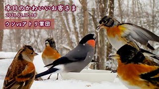 “Eurasian bullfinch vs Bramblings!!“  Feb 17-18 2021 [Today's Cute Kawaii Visitors] 