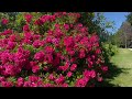 4k queenstown garden ｜ newzealand walk ｜紐西蘭皇后鎮花園