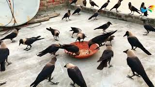 All types of crow sounds - Angry kauwa | Crow bird unity anger and sound for Cheese Foods P-505