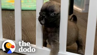 Itty-Bitty Pug Puppy Squeezes Through The Baby Gate | The Dodo