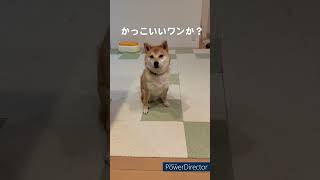 【言葉がわかる犬】かっこいいおすわりとは？豆柴アオと柴犬委員会  mameshiba AO \u0026 shiba inu committee #Shorts