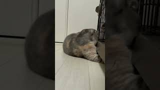 必死すぎる猫ちゃん#shorts