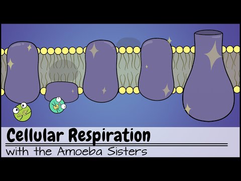 Why does cellular respiration have so many steps?