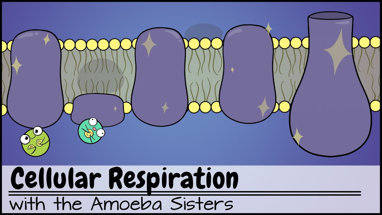 Cellular Respiration Updated Go It