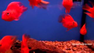 Red Parrot Cichlid | Aqua Dreams Aquarium Red Parrot Cichlids