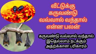 கருவண்டு வவ்வால் வந்தால்|karuvandu vavval vanthal Enna palan|lucky pet for human