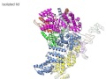 Proteasome Lid 