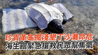 珍貴革龜擱淺墾丁沙灘命危　海生館緊急搶救民眾幫集氣｜海龜｜野生動物｜動物救援