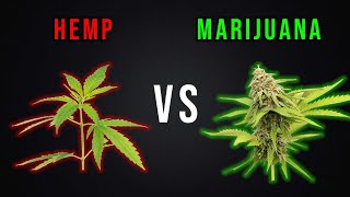 HEMP vs MARIJUANA (Which one is better?)