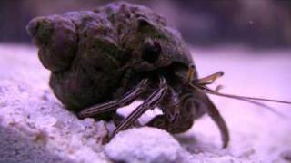 HD Salt Water Hermit Crabs and Snails