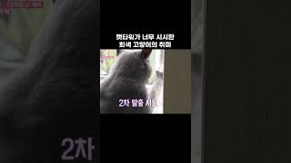 고양이가 매일 연행되는 이유 #shorts