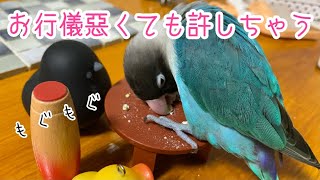 ちょっとお行儀が悪いインコ【ボタンインコのぶーちゃん】