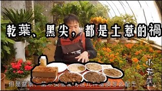 【小花匠】茶花、桂花樹，不足30天，乾葉、黑尖，都是土惹的禍