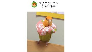 コザクラインコ 　トリザベスカラー　自咬　毛引き  #Shorts  インコ lovebird