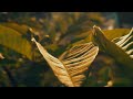 cinematic alam sinematik alam sore cerah mentahan video estetik beauty of nature