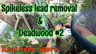 (raw) #2 That one job I climbed spikless. large lead removal and a Deadwood .